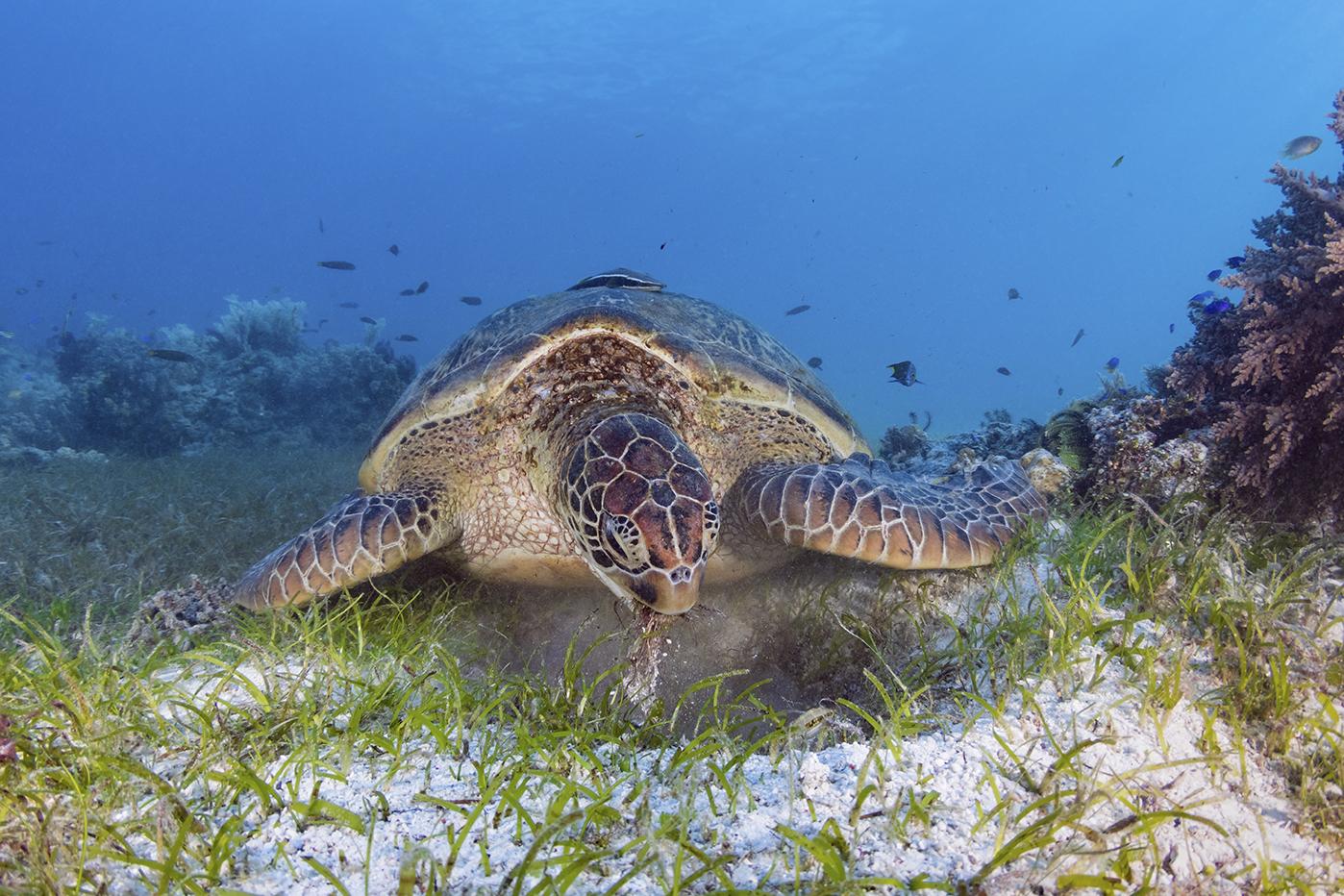 Wakatobi turtle