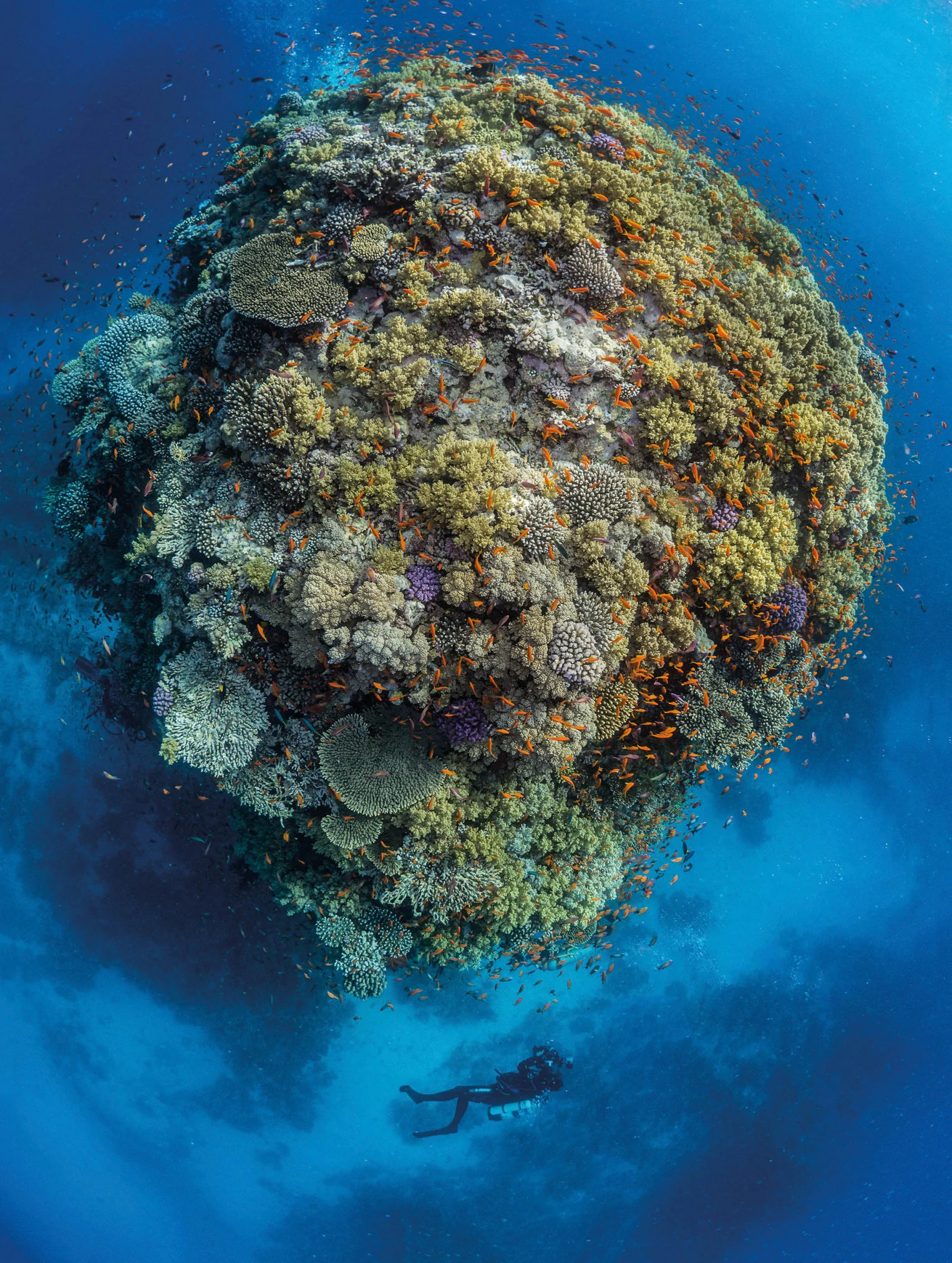 Top Down Pinnacle with Diver - Photographs by Paul Duxfield