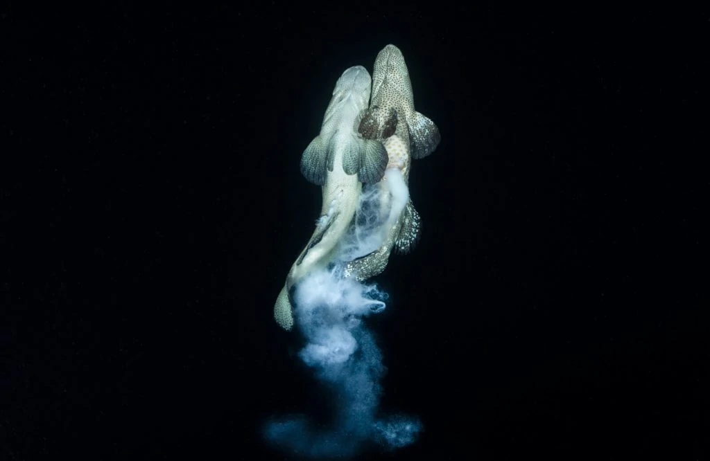 Underwater Photographer of the Week: Richard Barnden