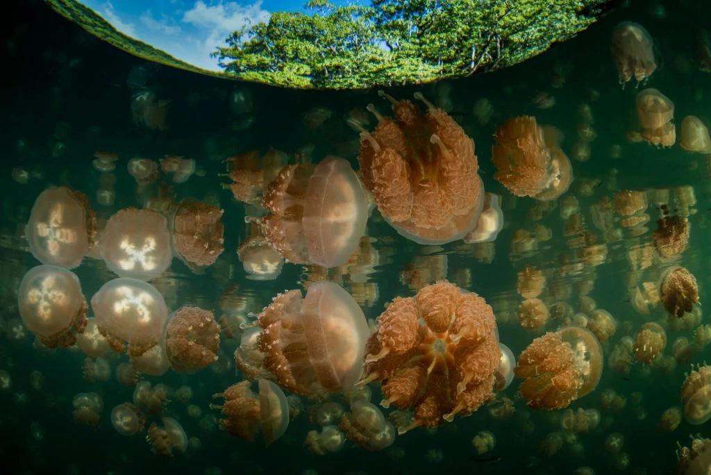 Underwater Photographer Richard Barnden 2 Underwater Photographer of the Week Richard Barnden