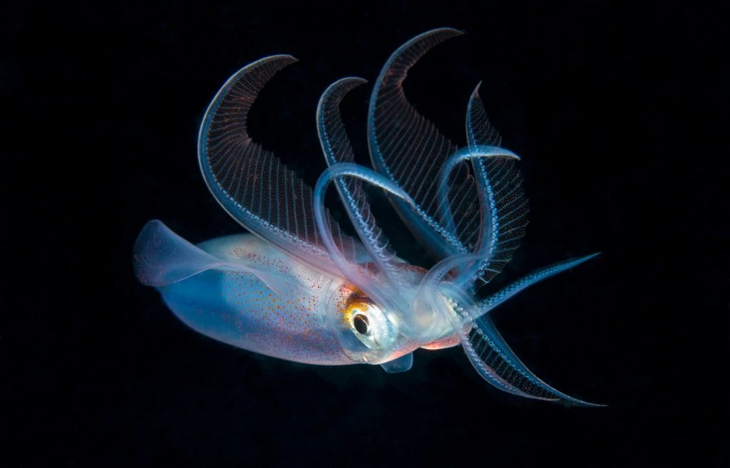 Underwater Photographer of the Week Richard Barnden 