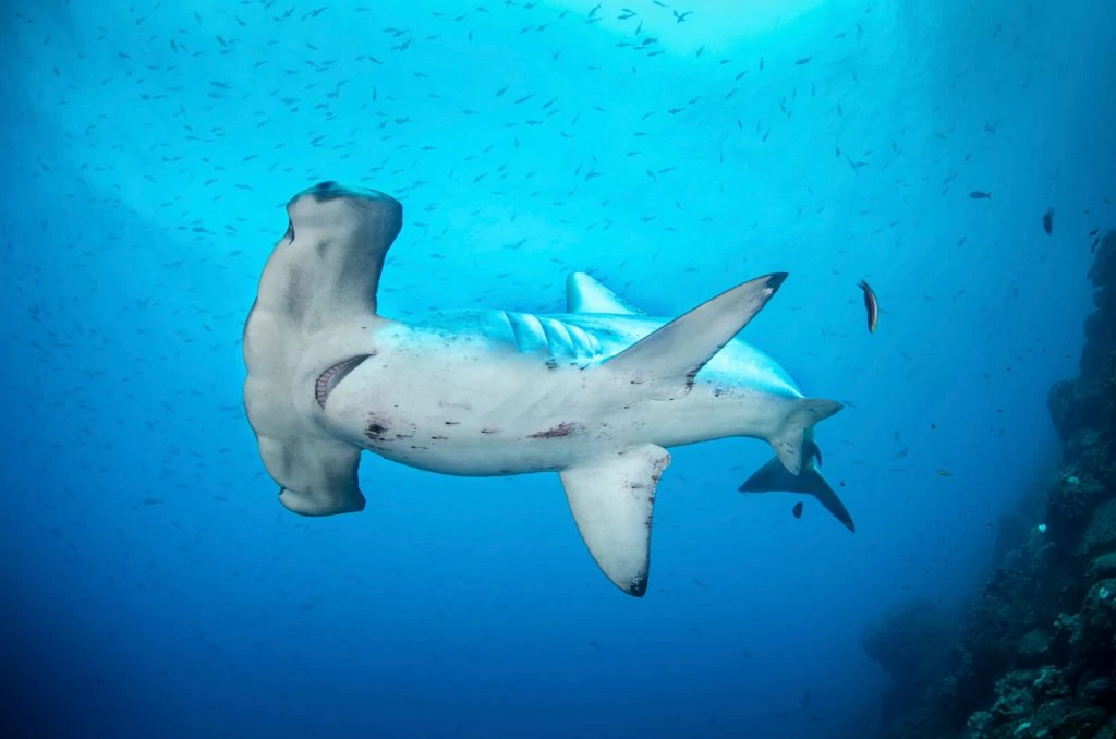 Underwater Photographer Richard Barnden 6 Underwater Photographer of the Week Richard Barnden