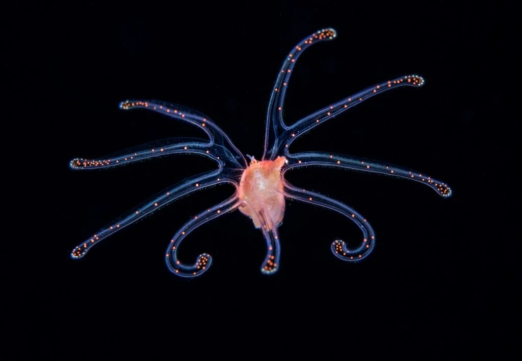 Underwater Photographer Richard Barnden 7 Underwater Photographer of the Week Richard Barnden