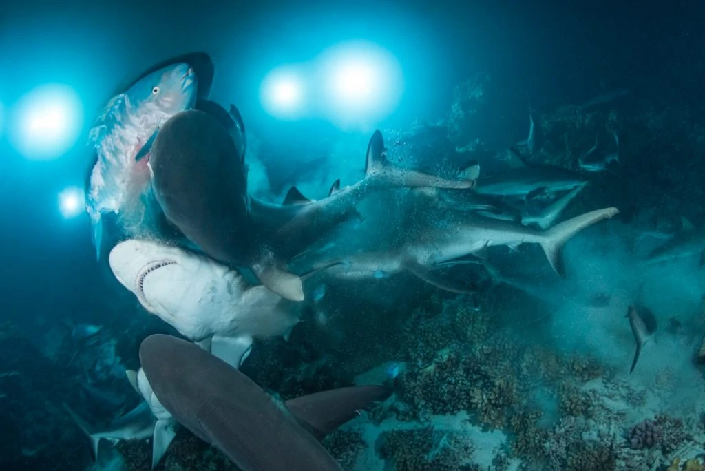 Underwater Photographer of the Week Richard Barnden 