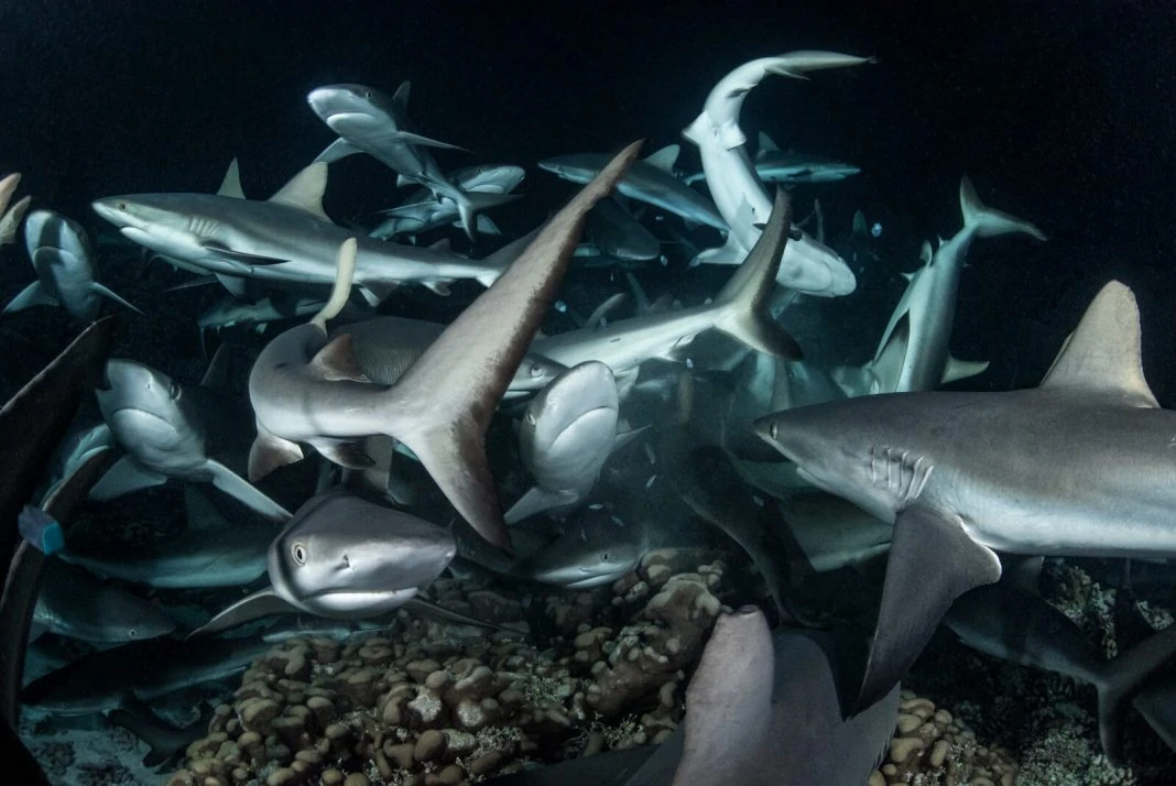 Underwater Photographer of the Week Richard Barnden 