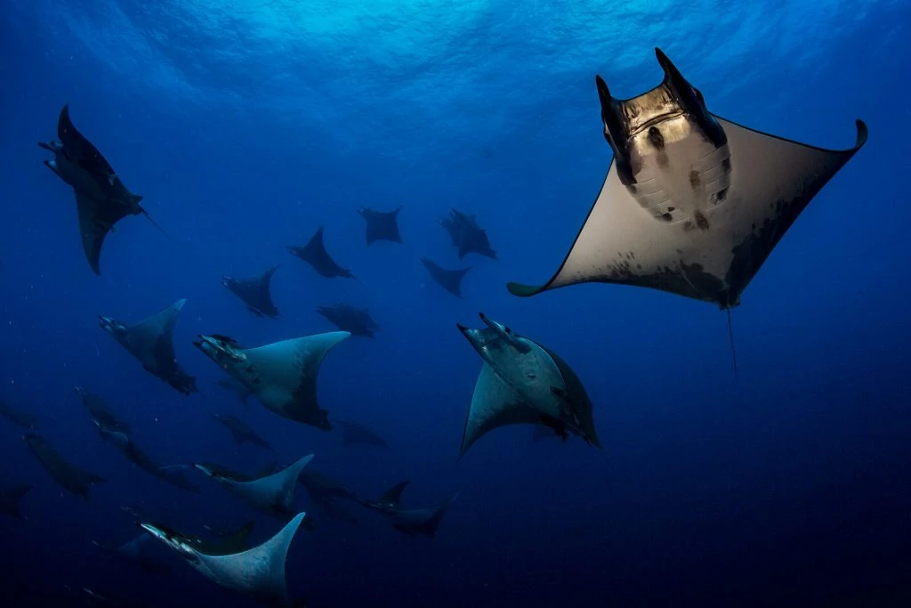 Scott Portelli - Underwater Photographer 1 Underwater Photographer of the Week Scott Portelli