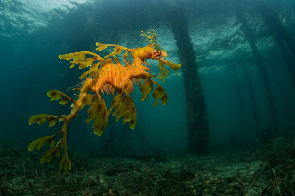 Underwater Photographer of the Week Scott Portelli 
