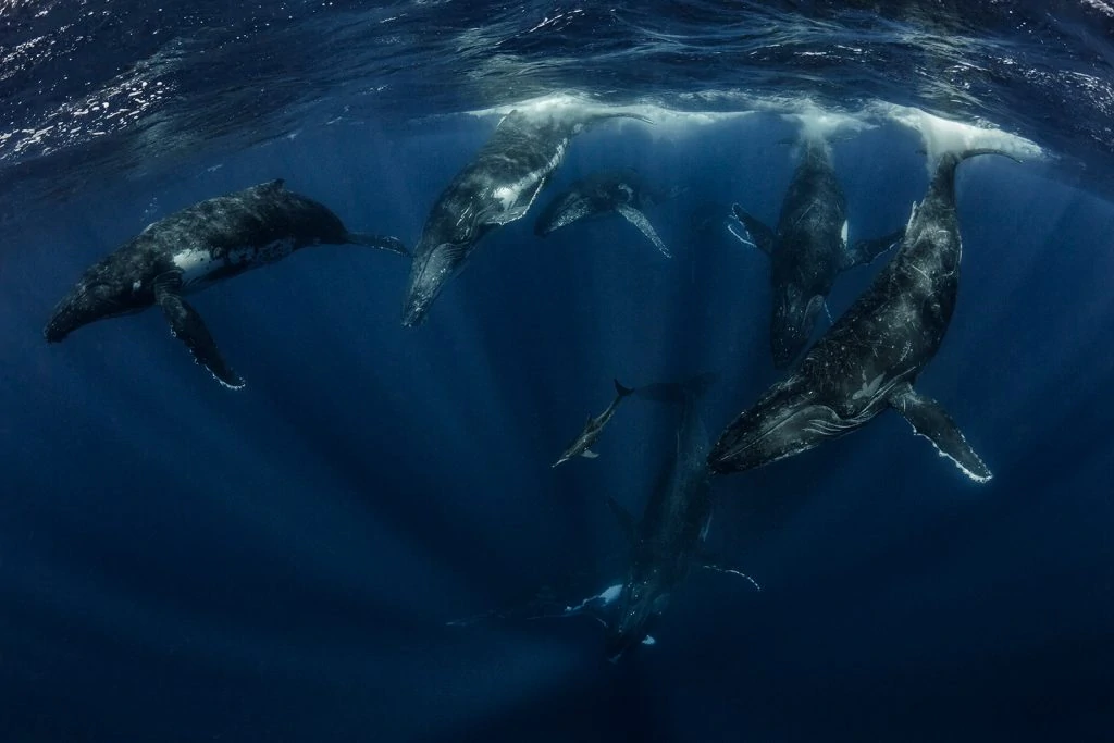 Scott Portelli - Underwater Photographer 3 Underwater Photographer of the Week Scott Portelli