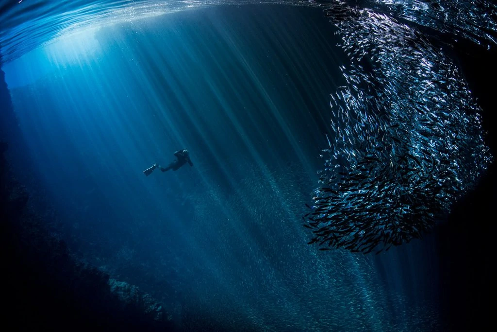 Scott Portelli - Underwater Photographer 5 Underwater Photographer of the Week Scott Portelli