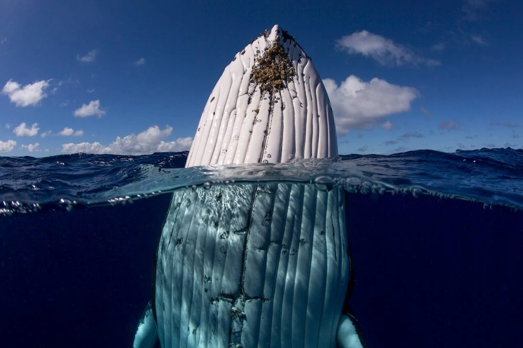Underwater Photographer of the Week Scott Portelli 