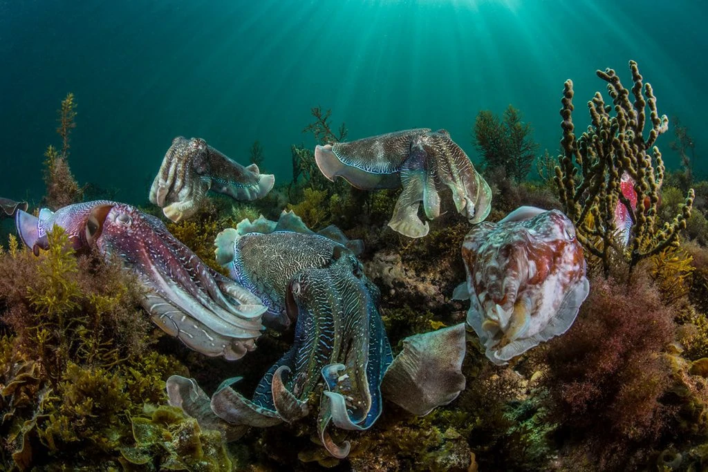 Underwater Photographer of the Week Scott Portelli 