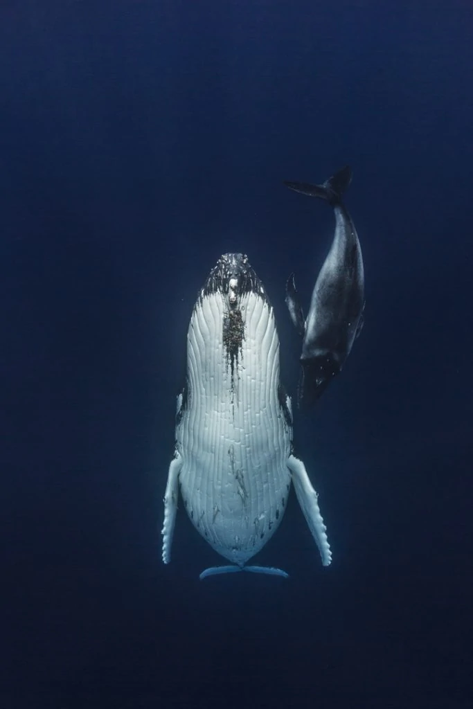Scott Portelli - Underwater Photographer 10 Underwater Photographer of the Week Scott Portelli
