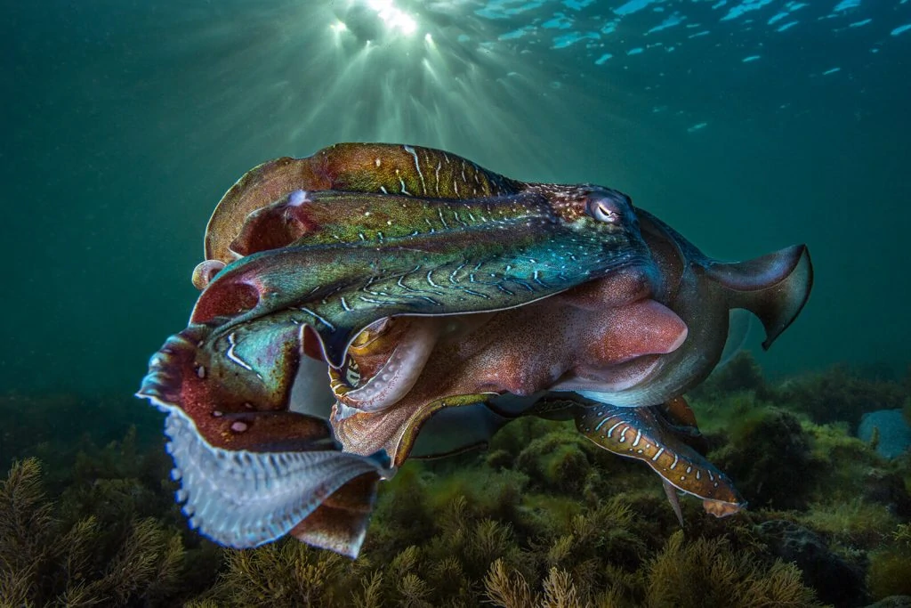 Underwater Photographer of the Week Scott Portelli 