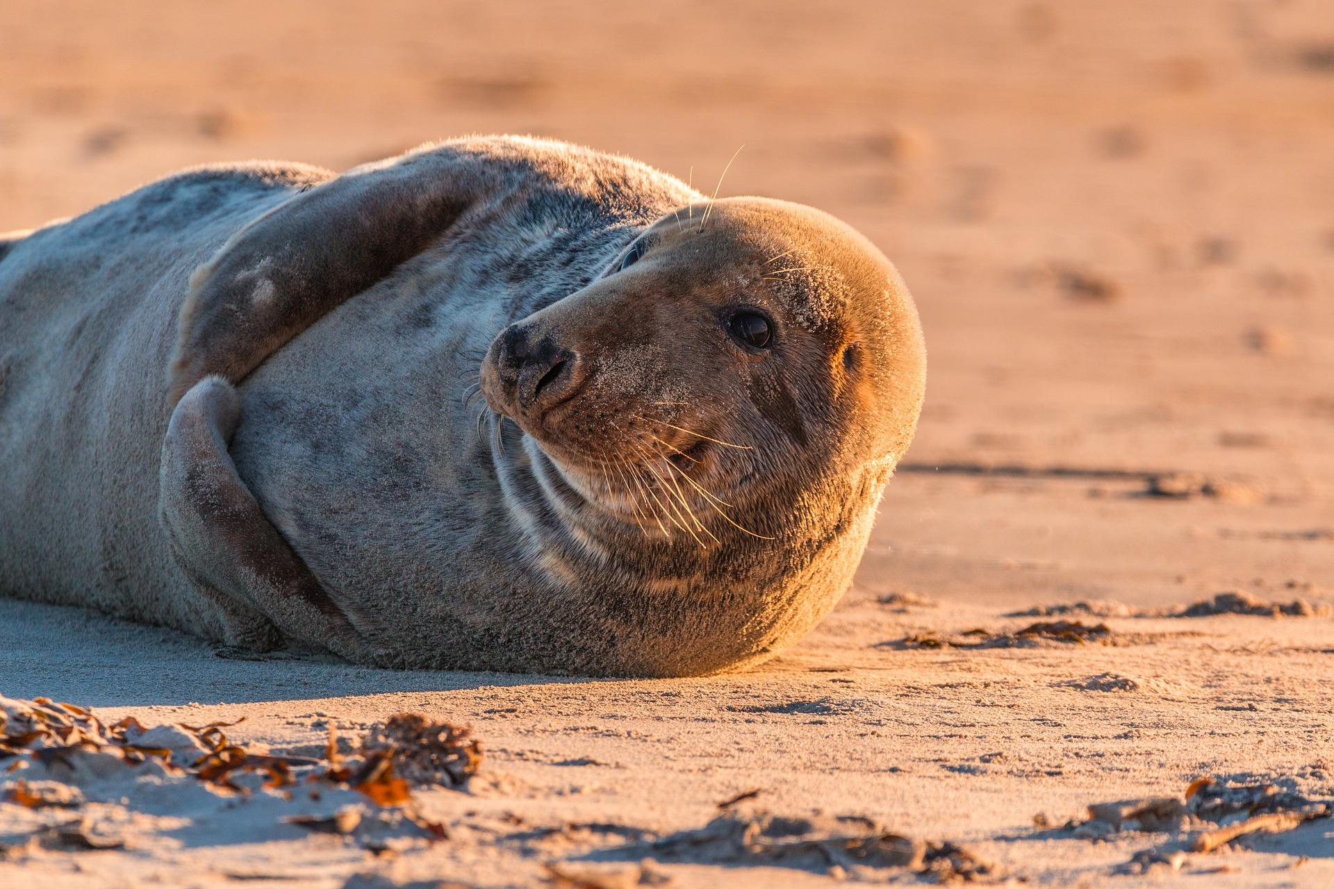 grey-seal- plastic flying ring