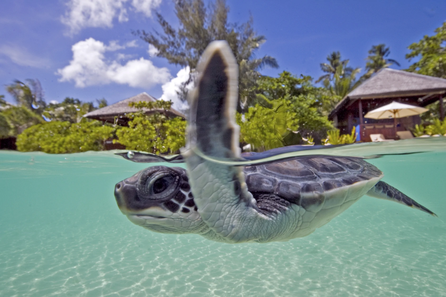 Wakatobi Resort Turtle