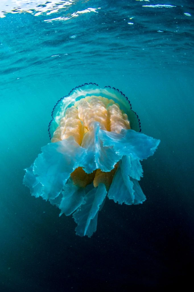 Underwater Photographer of the Week Paul Pettitt