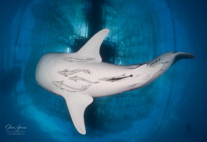 Underwater Photographer of the Week Steve Jones