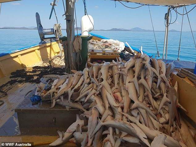 WWF Australia releases images of dead sharks off the Great Barrier Reef