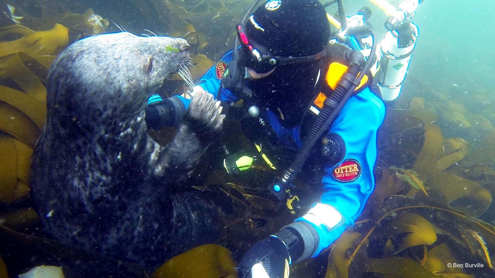 arm wrestle with a seal