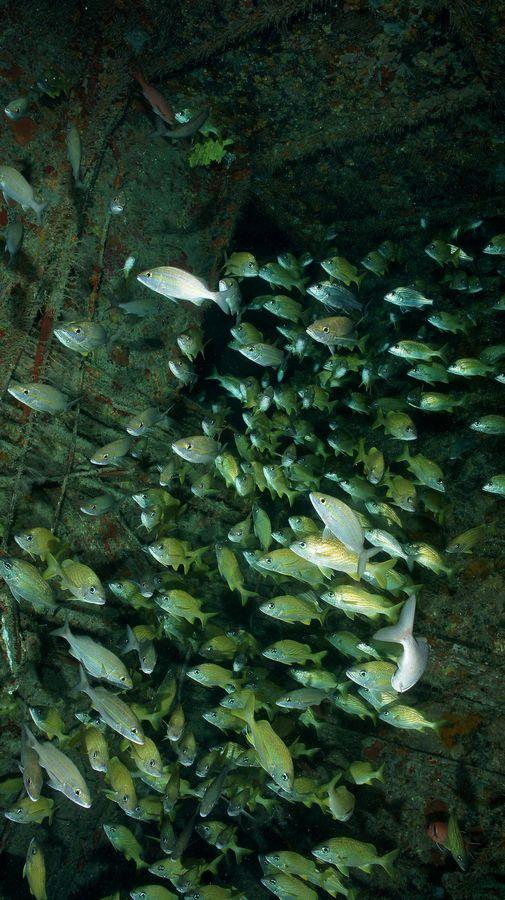 Top 10 Grenada wrecks 3 grenada wrecks 3