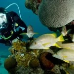 Diving Bonaire 13