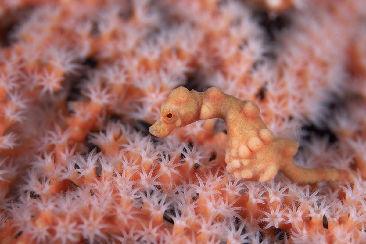 Denise's Pygmy Seahorse. Photo by Richard Smith.