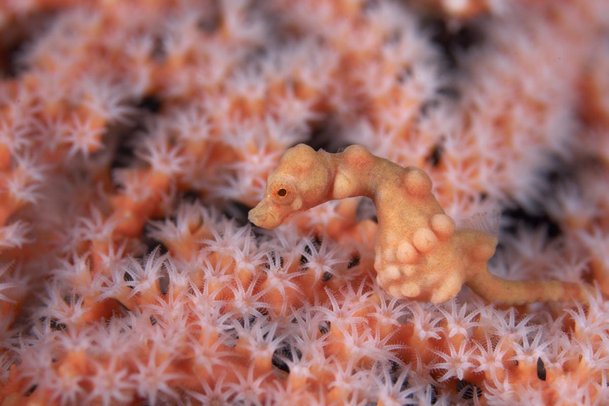 12 Small Treasures That Make Wakatobi Critter Heaven 4 Denise's Pygmy Seahorse. Photo by Richard Smith.
