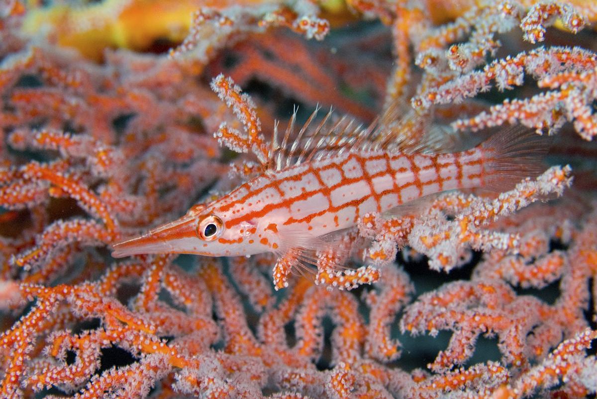You will often find colorful Hawfish hovering close to a concealing sea fan branch, waiting patiently for a tasty crustacean to swim within range. Photo by Rob Darmanin