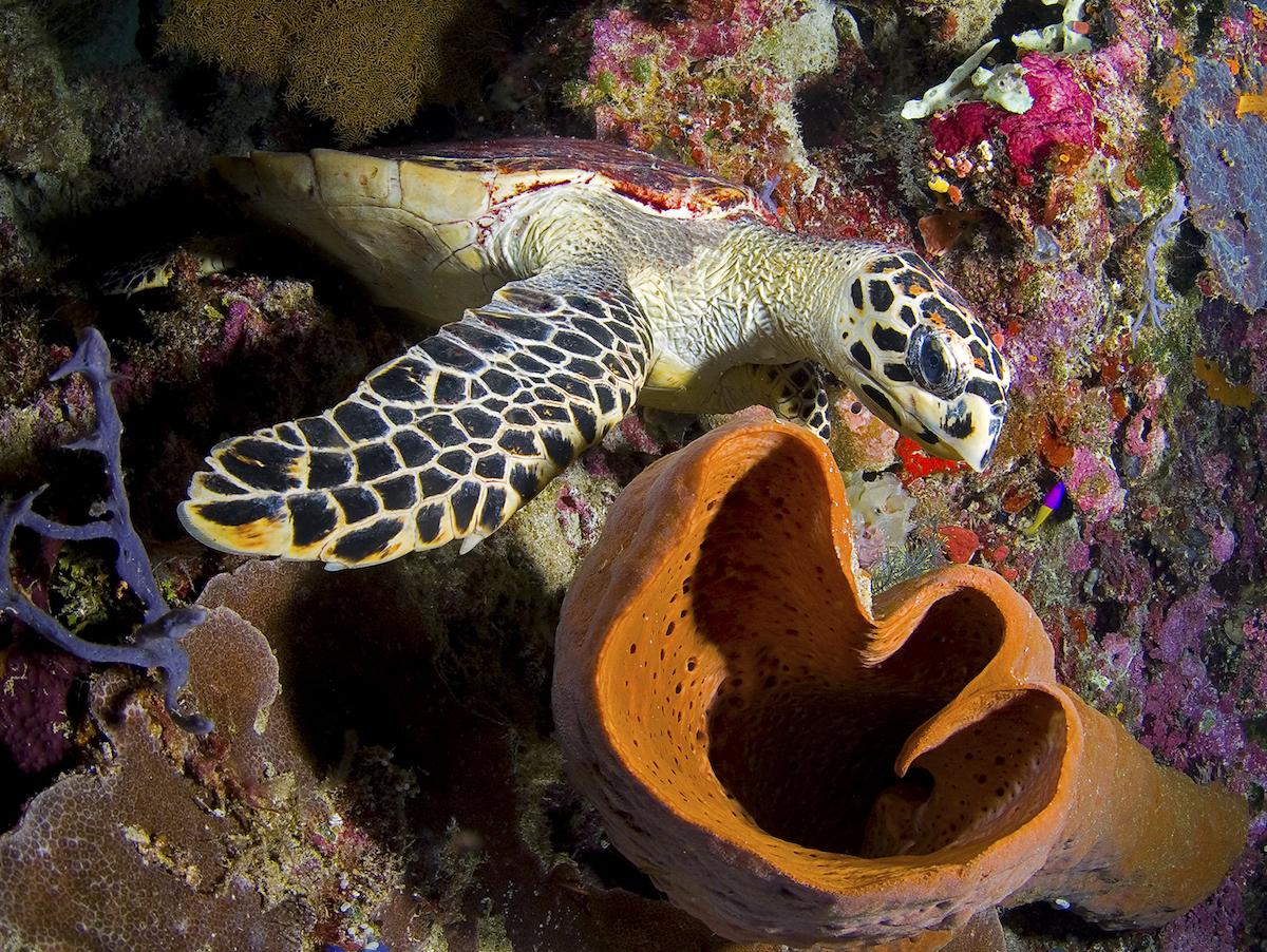 Wakatobi: Dive into Incredible Marine Life 5 Hawksbill turtle