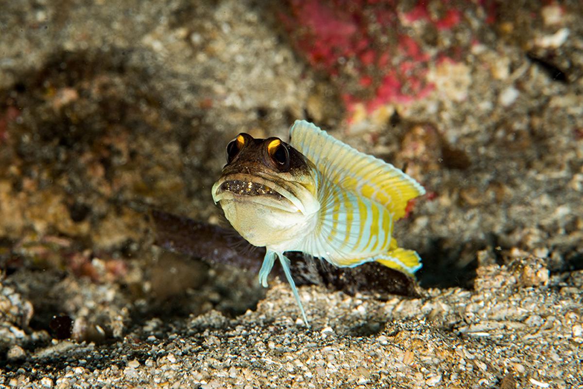 12 Small Treasures That Make Wakatobi Critter Heaven 5 Jawfish are one of the burrowers that dig in and make their homes on Wakatobi’s sandy seafloors. Photo by Emma Holman.