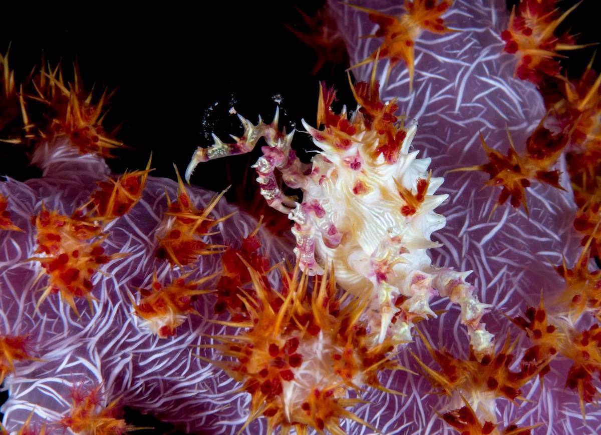 Wakatobi macro diving