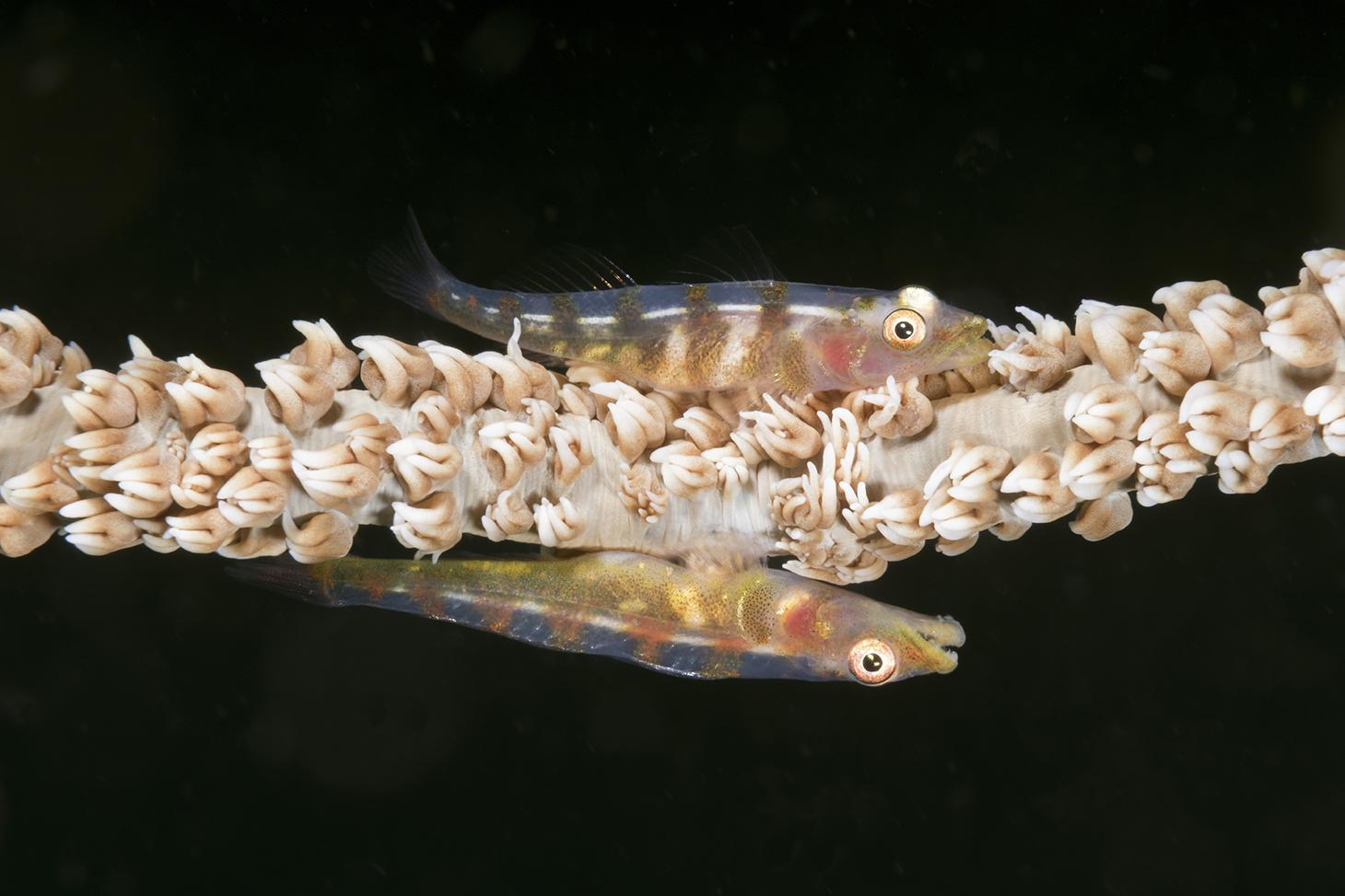 Goby Goby