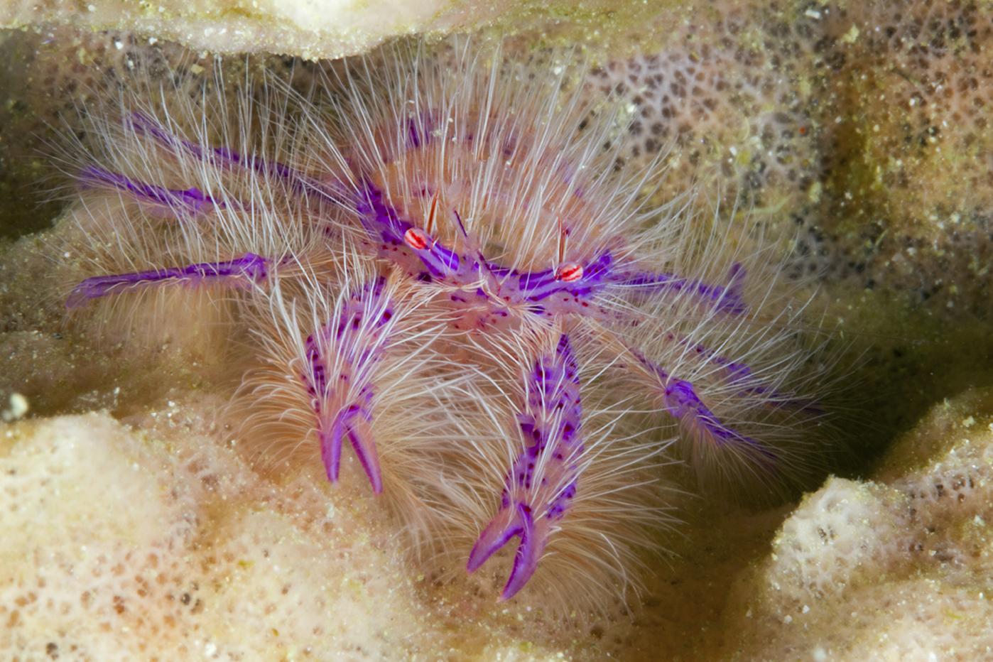 Purple hairy squat lobster (Lauriea siagiani). Finding one or more hairy squat lobsters is usually just a matter of searching the undersides of one of the giant barrel sponges that thrive at Wakatobi dive sites such as The Zoo. Photo by Walt Stearns