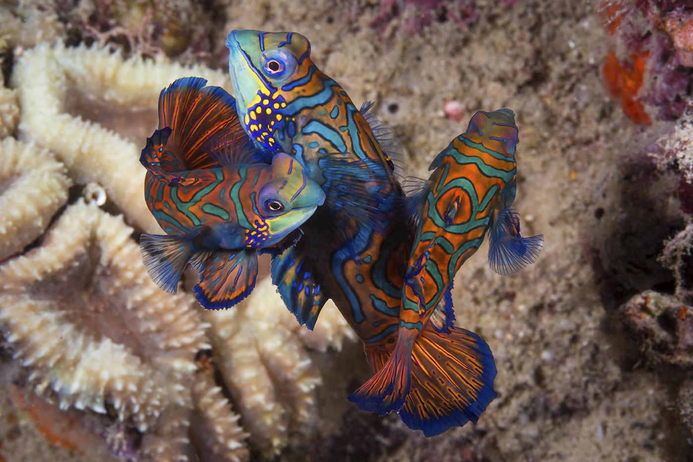 mandarinfish mating