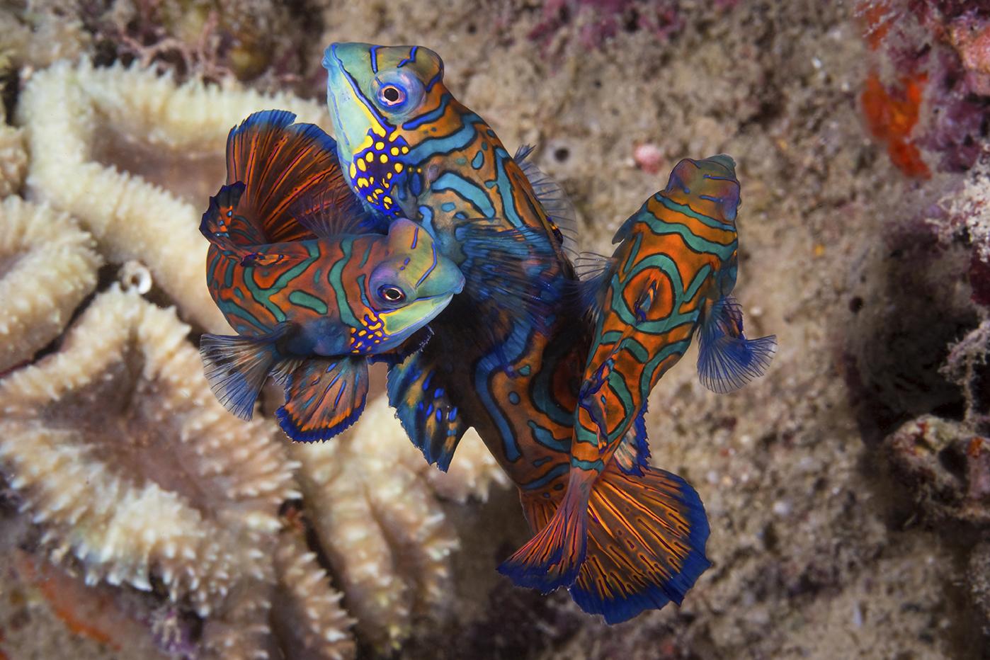 12 Small Treasures That Make Wakatobi Critter Heaven 14 mandarinfish mating