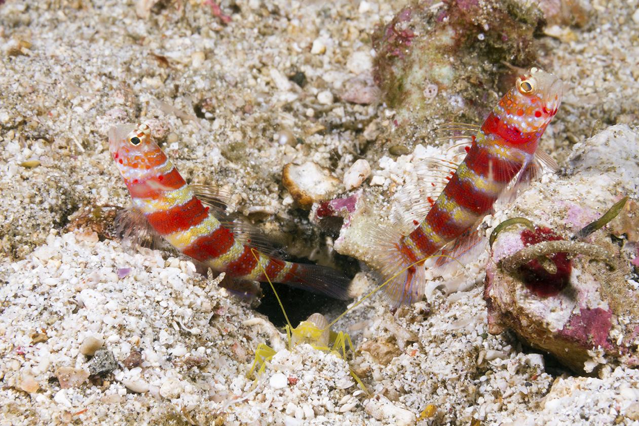 12 Small Treasures That Make Wakatobi Critter Heaven 7 There are a number of species of goby and shrimp that can be found cohabiting on Wakatobi reefs. Photo by Walt Stearns