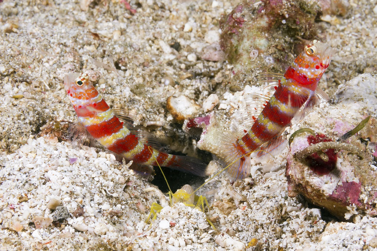 There are a number of species of goby and shrimp that can be found cohabiting on Wakatobi reefs. Photo by Walt Stearns