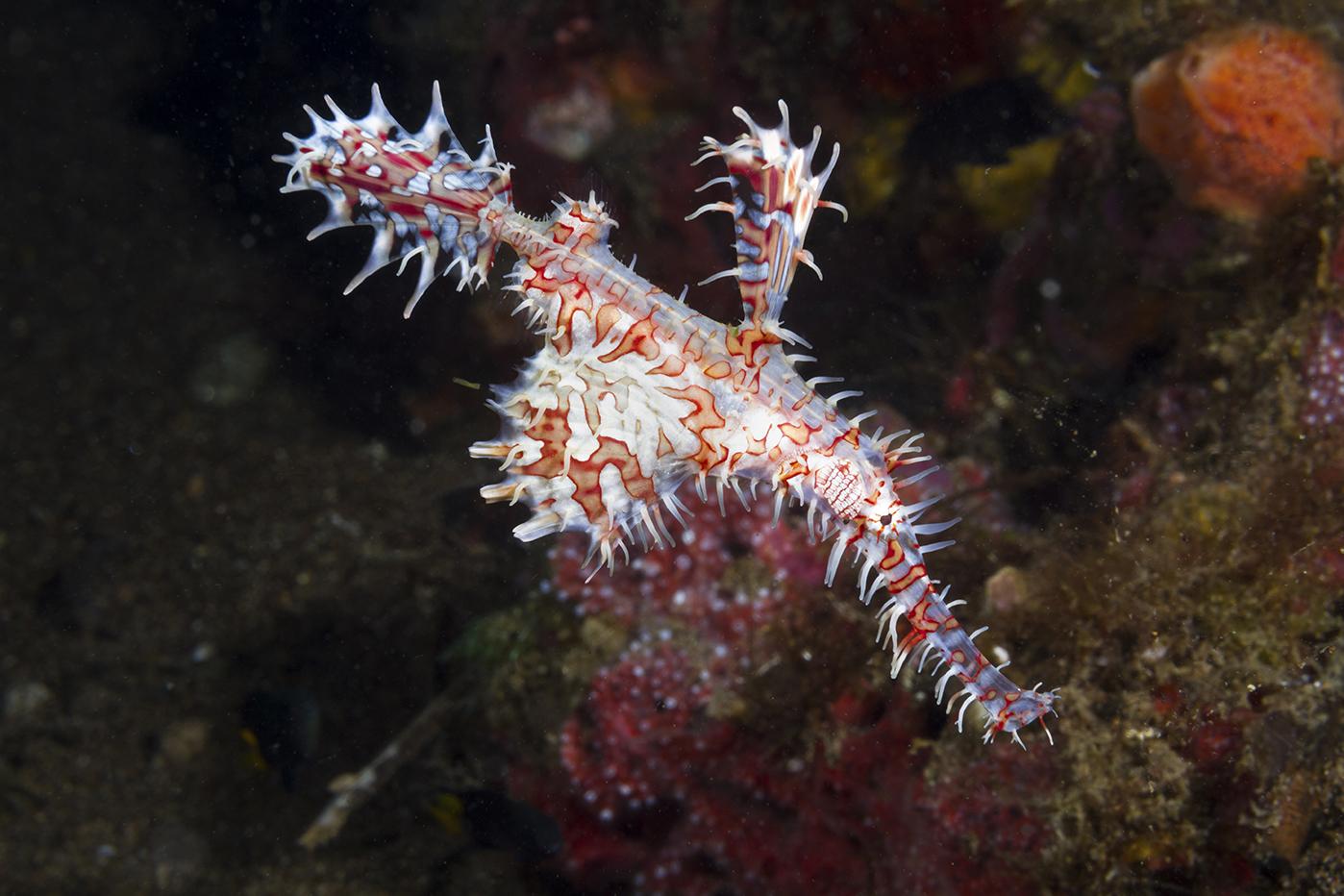 Ghost pipefish are experts at hiding in plain sight. They are equally adept at working with currents and eddies to hold position or drift inconspicuously as they remain motionless, waiting patiently for a meal to come within range. Photo by Walt Stearns
