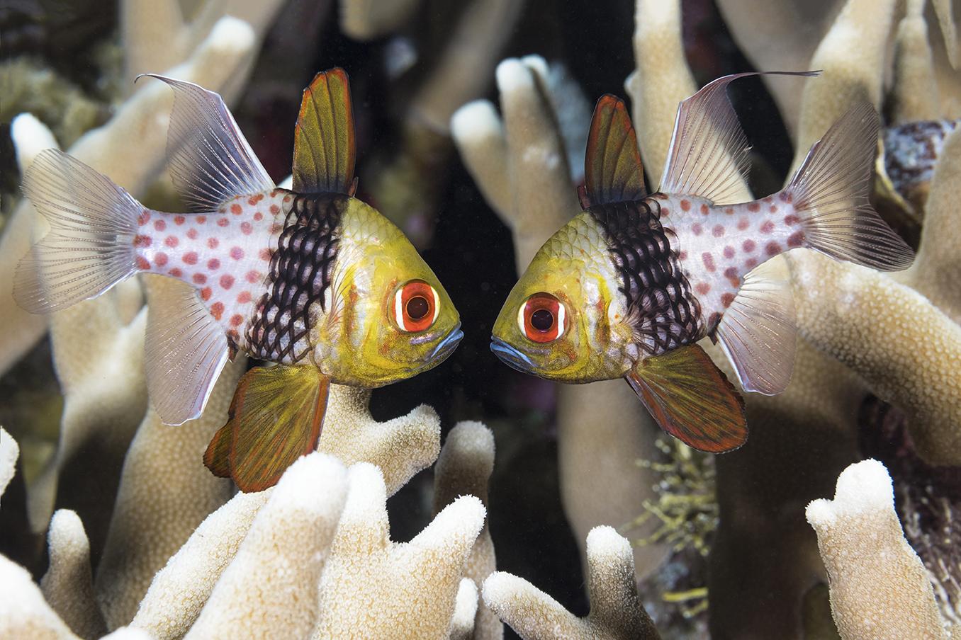 a pair of pajama cardinalfish strike a pose at Dunia Baru. Photo by Walt Stearns