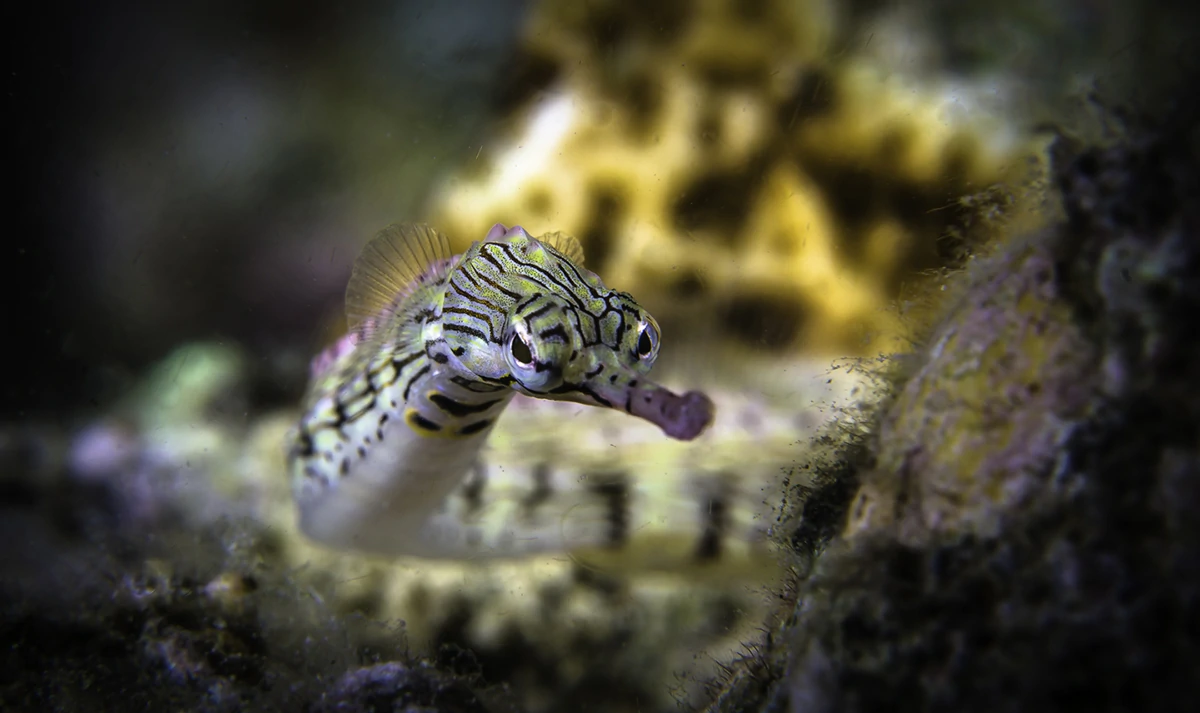 One of the easiest species to find may be the network pipefish, which often congregate around the rocks of the Wakatobi jetty. Photo by Wayne MacWilliams