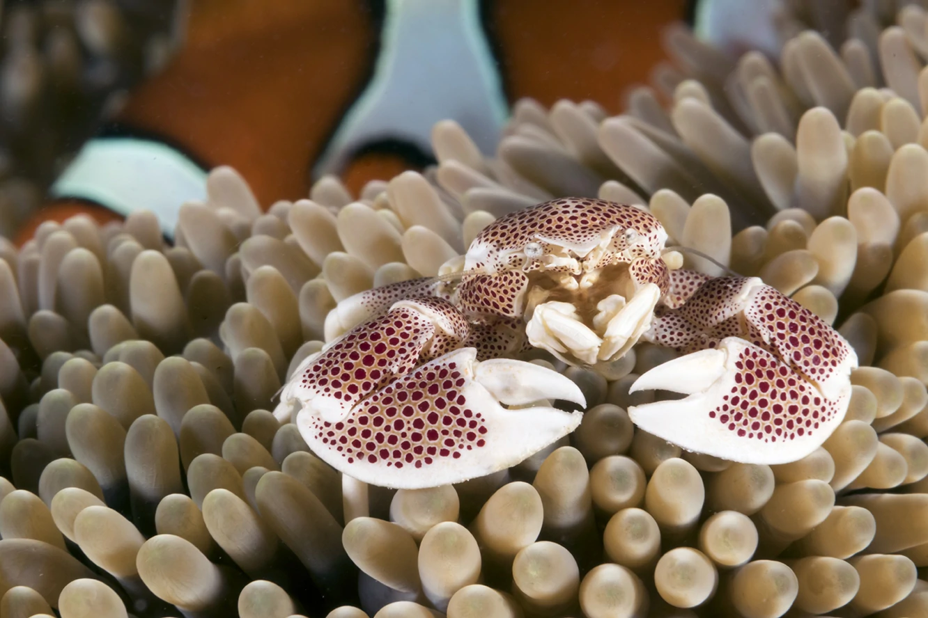 Along with the shrimps, there is a more than likely chance you’ll find one or more porcelain crabs. Photo by Walt Stearns