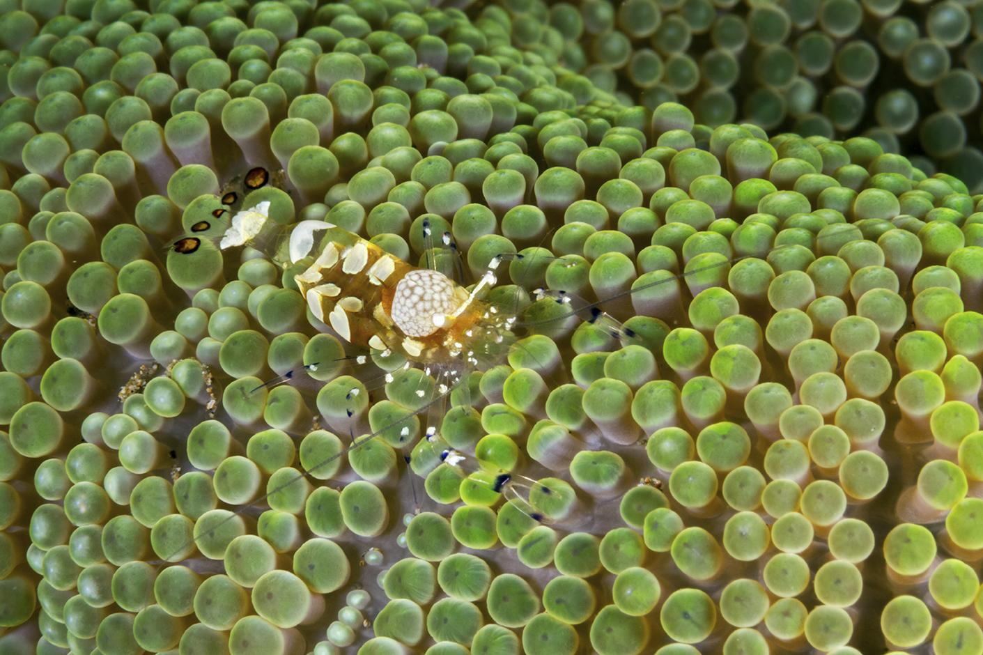 12 Small Treasures That Make Wakatobi Critter Heaven 2 A closer look may reveal a few varieties of small shrimp tucked among the protective tentacles. Photo by Walt Stearns