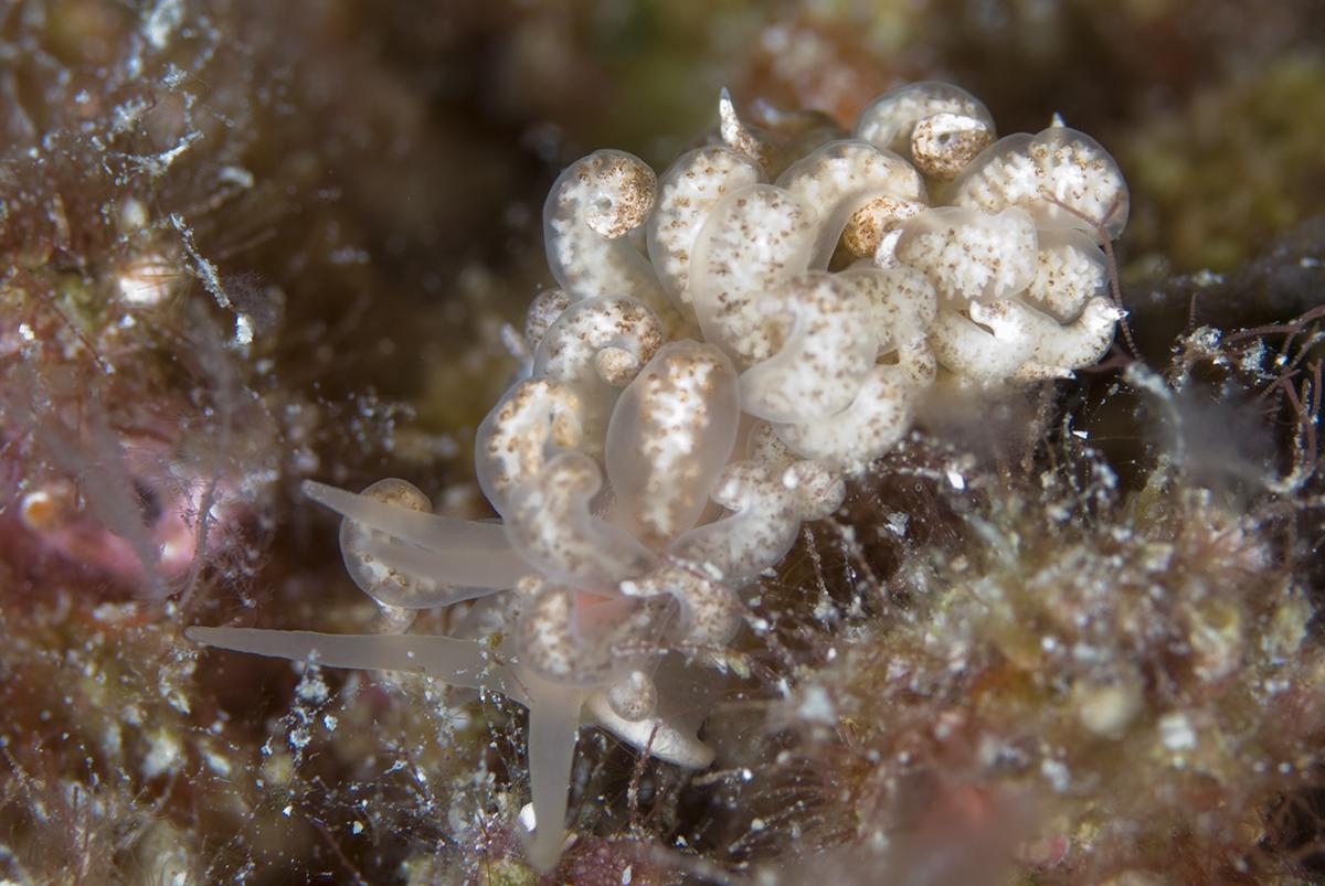 Closer examination of the solar-powered nudibranch will reveal there are usually more than eight, and that the brown spots on these off-white tentacles are not disk-like suckers. Photo by Rob Darmanin