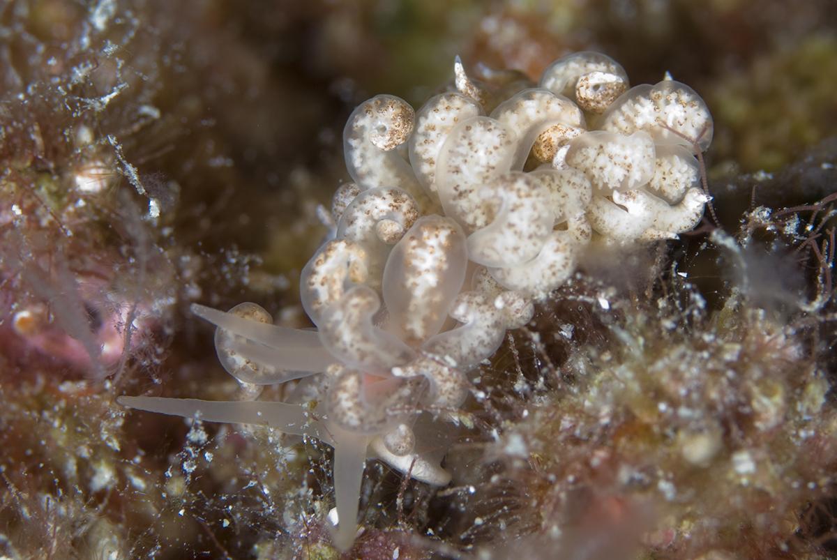 12 Small Treasures That Make Wakatobi Critter Heaven 12 Closer examination of the solar-powered nudibranch will reveal there are usually more than eight, and that the brown spots on these off-white tentacles are not disk-like suckers. Photo by Rob Darmanin