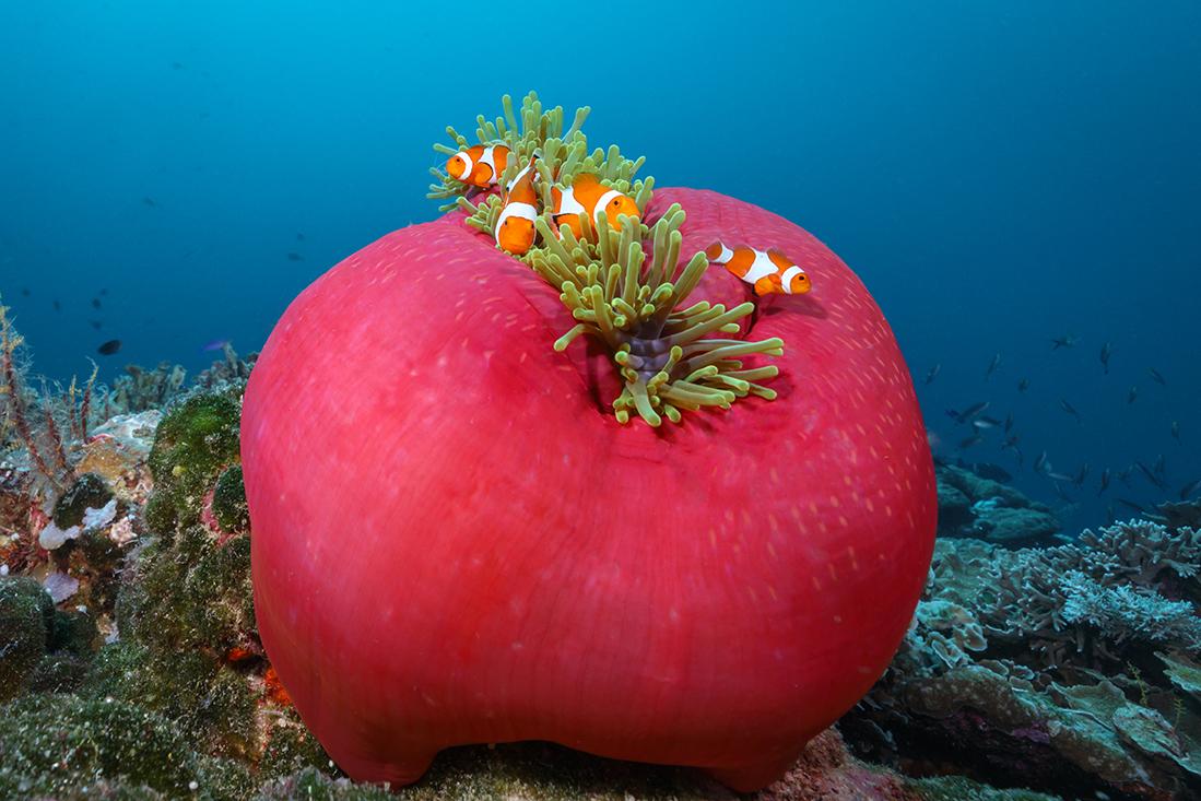 A good place to start looking for small treasures in the waters of Wakatobi is among the tentacles of sea anemones. Photo by Jamie Ann Robinson