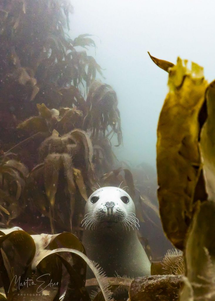 Underwater Photographer of the Week Martin Edser