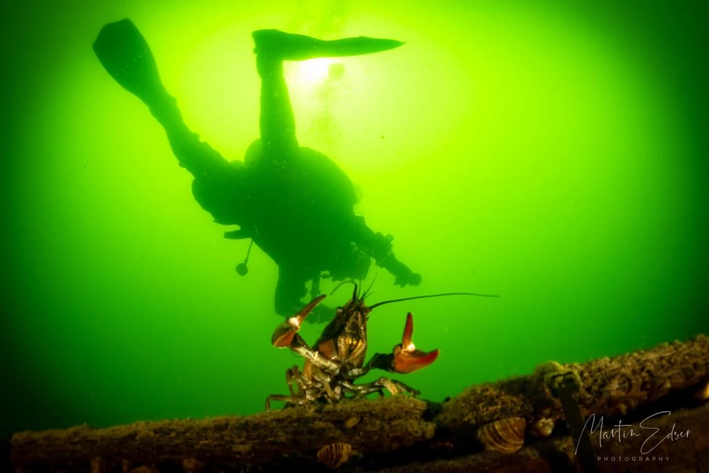 Underwater Photographer of the Week Martin Edser