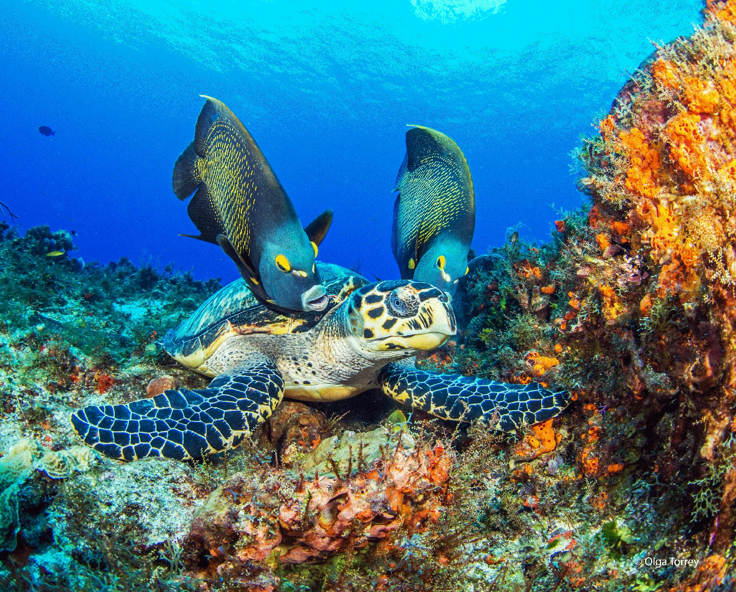 Sea turtles live in tropical and subtropical water of the oceans in warm temperatures.