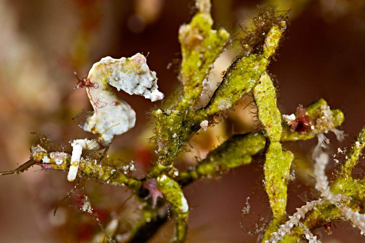 pontohs pygmy seahorse