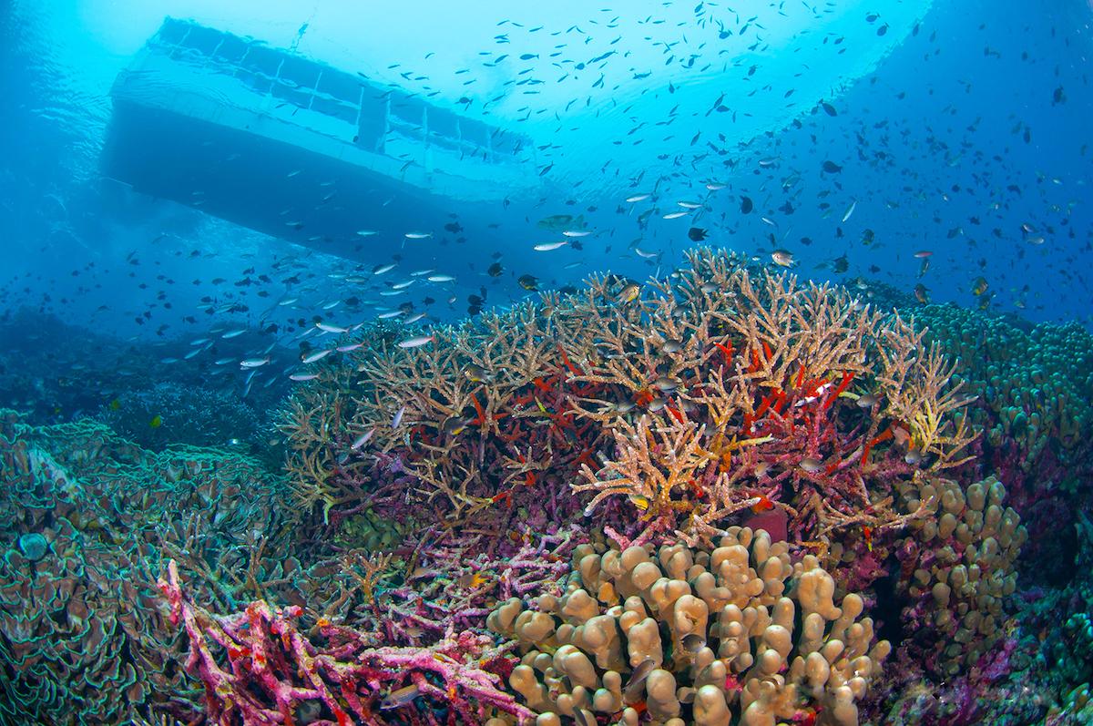 Wakatobi dive site conservation